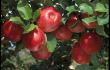 Moldova preconizează să livreze mere şi struguri în Marea Britanie